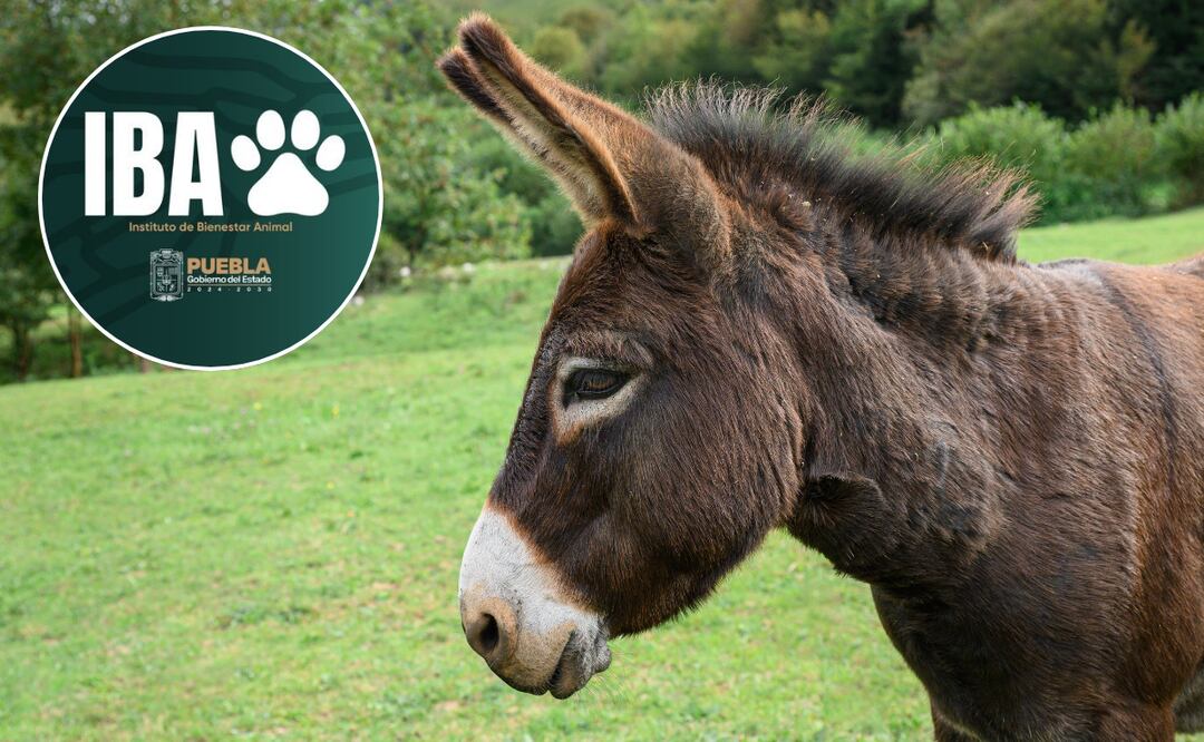 Cancelan actividades en San Jerónimo Xayacatlán para preservar el bienestar animal | Foto: Canva.