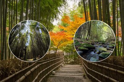 Parece un bosque japonés, pero está en Puebla: descubre este lugar mágico