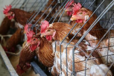 Descartan en Puebla casos de gripe aviar AH5N2 en humanos