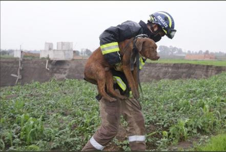 Los mejores momentos del rescate de Spay y Spike