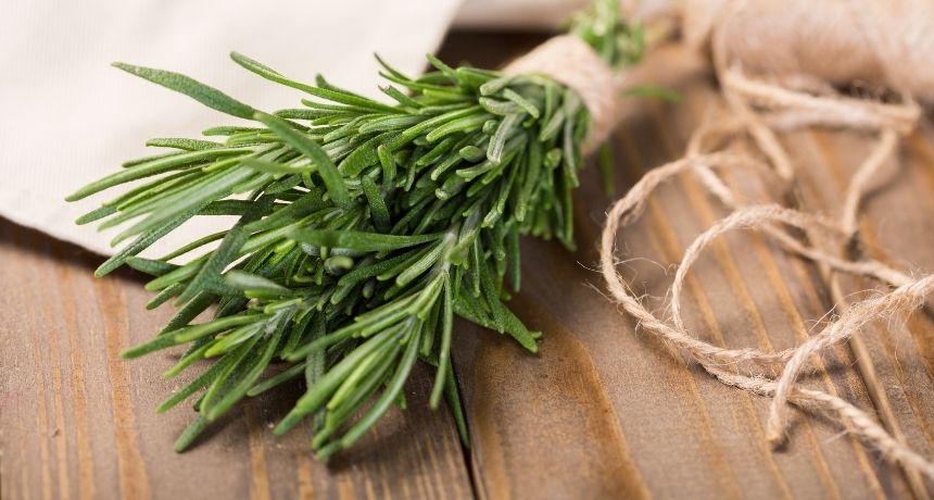 Para obtener estos beneficios, puedes incorporar el romero fresco o seco en tus comidas, como en ensaladas, sopas, guisos, y como parte de aderezos y marinados. 

Foto: Producción El Universal Puebla