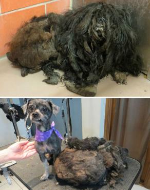 Feliz Día del Perro. Fotos sorprendentes del antes y después de su adopción