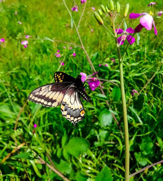 El significado de la visita de una mariposa según el Feng Shui. Fuente: Freepik.