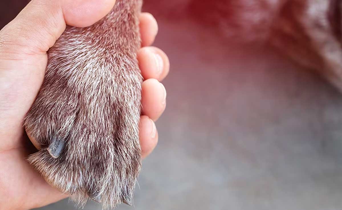 Otro caso de maltrato animal en Cuautlancingo; rompen patitas y cortan oreja a perrito