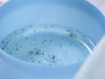 106 municipios de Puebla tienen presencia de dengue