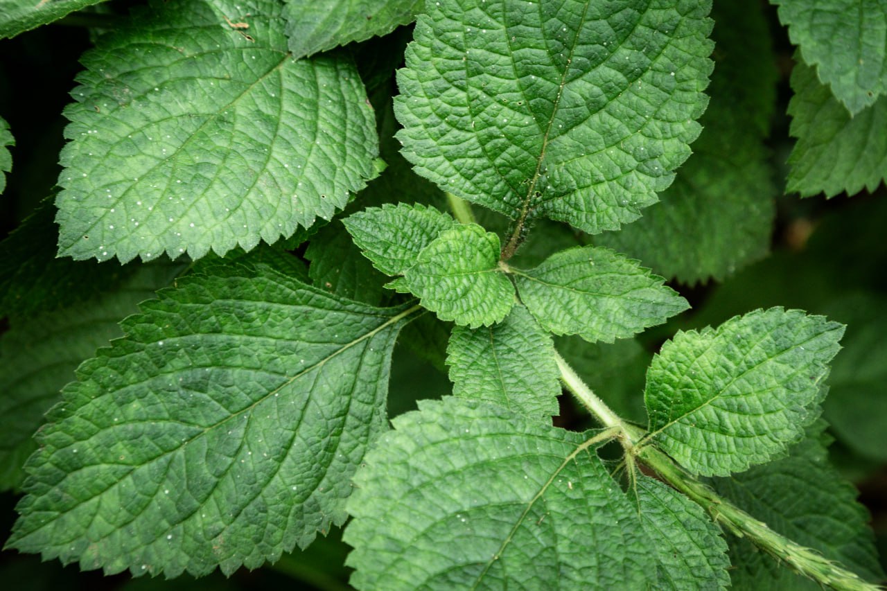 Hay una planta poco conocida que te ayuda con el crecimiento del cabello | Foto: Freepik