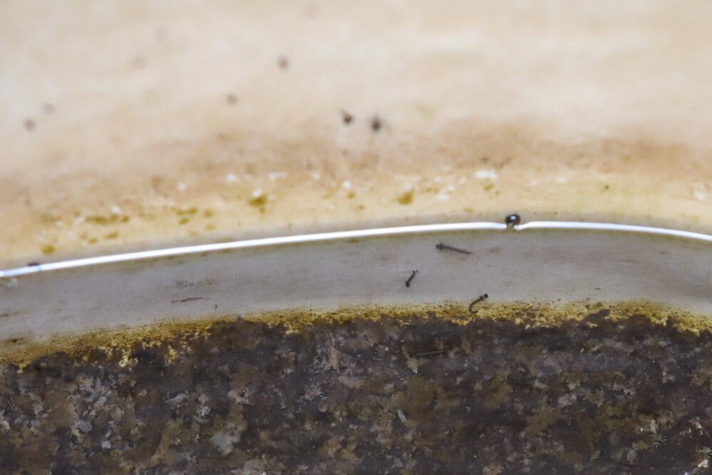 Así se ven las larvas del mosco que transmite el dengue | Foto: EsImagen