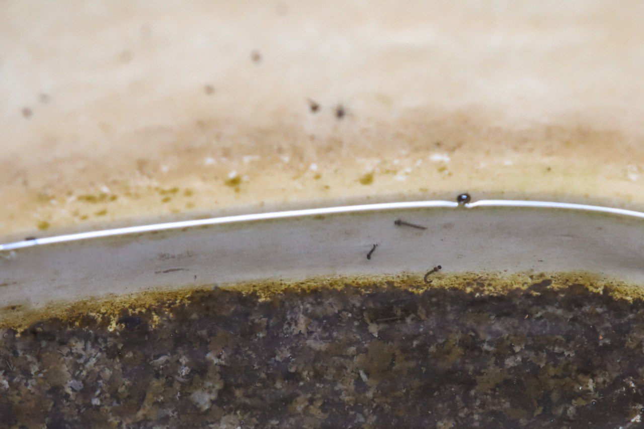 Estos son los municipios de Puebla con más casos de dengue