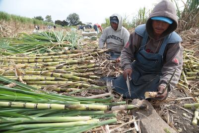 Este es el rol vital de los ingenios azucareros en la economía de Puebla