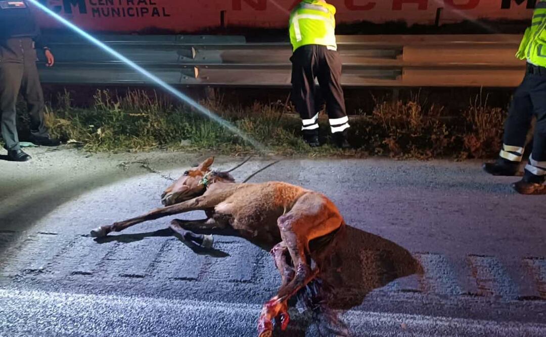 Un choque en la Puebla-Orizaba dejó un saldo de un caballo muerto y cinco personas lesionadas | Foto: Diario Cambio