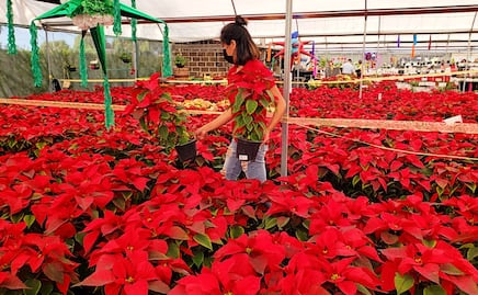 ¿Dónde comprar flor de nochebuena en Puebla?