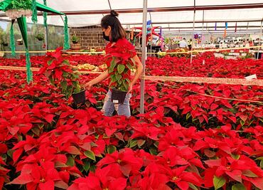 ¿Dónde comprar flor de nochebuena en Puebla?
