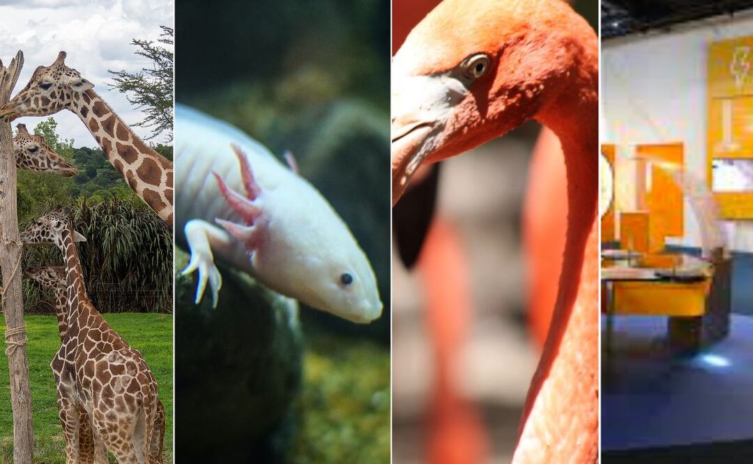 Puebla tiene varios atractivos que puedes aprovechar este fin de semana | Foto: EsImagen / Facebook Museos Puebla