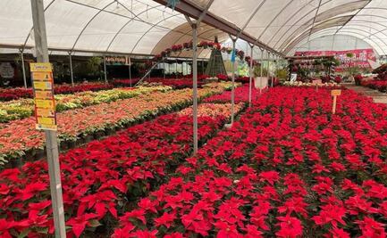 En este Pueblo Mágico de Puebla encontrarás las más bonitas nochebuenas