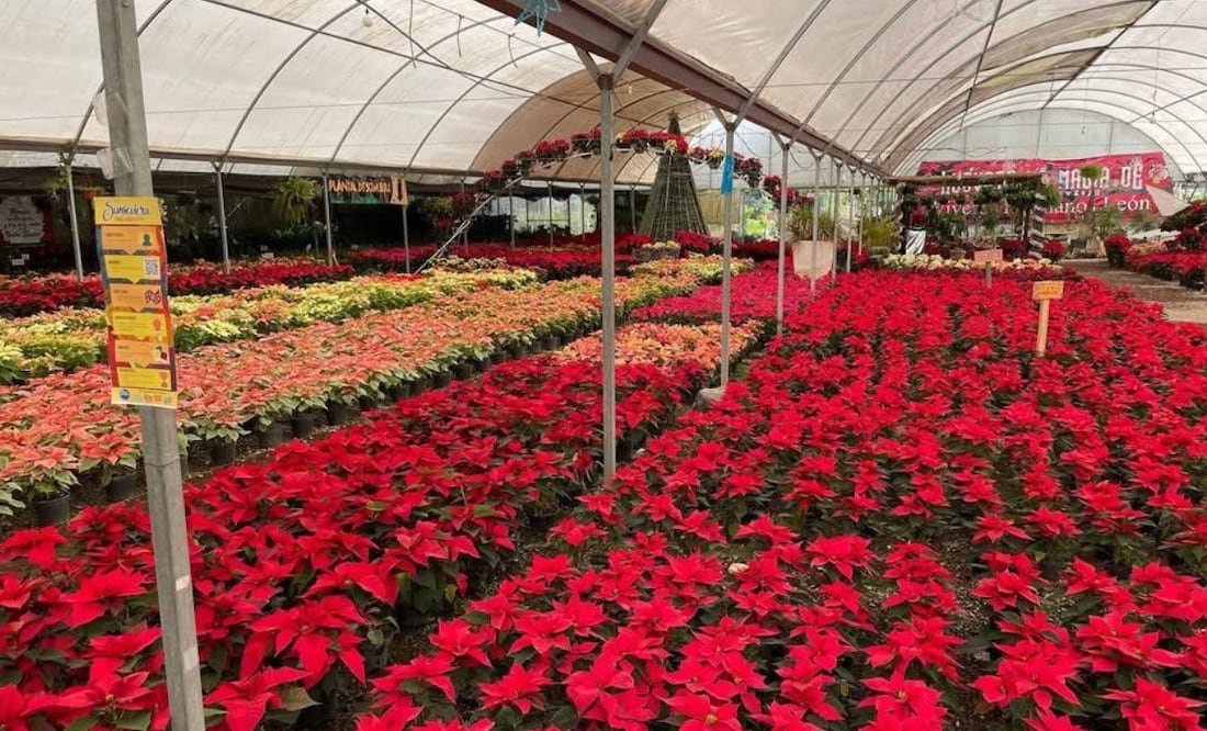 Las nochebuenas las puedes comprar en el Pueblo Mágico de Atlixco | Foto: Viveros Hermanos León