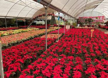 En este Pueblo Mágico de Puebla encontrarás las más bonitas nochebuenas
