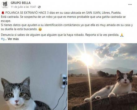 Robo de lomitos y michis en Puebla ¡Alerta!