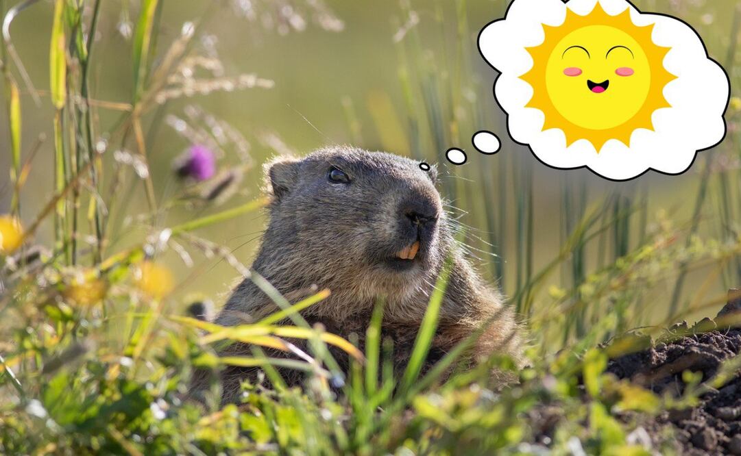 La marmota Phil pronostica el clima en el mundo | Foto: Pixabay