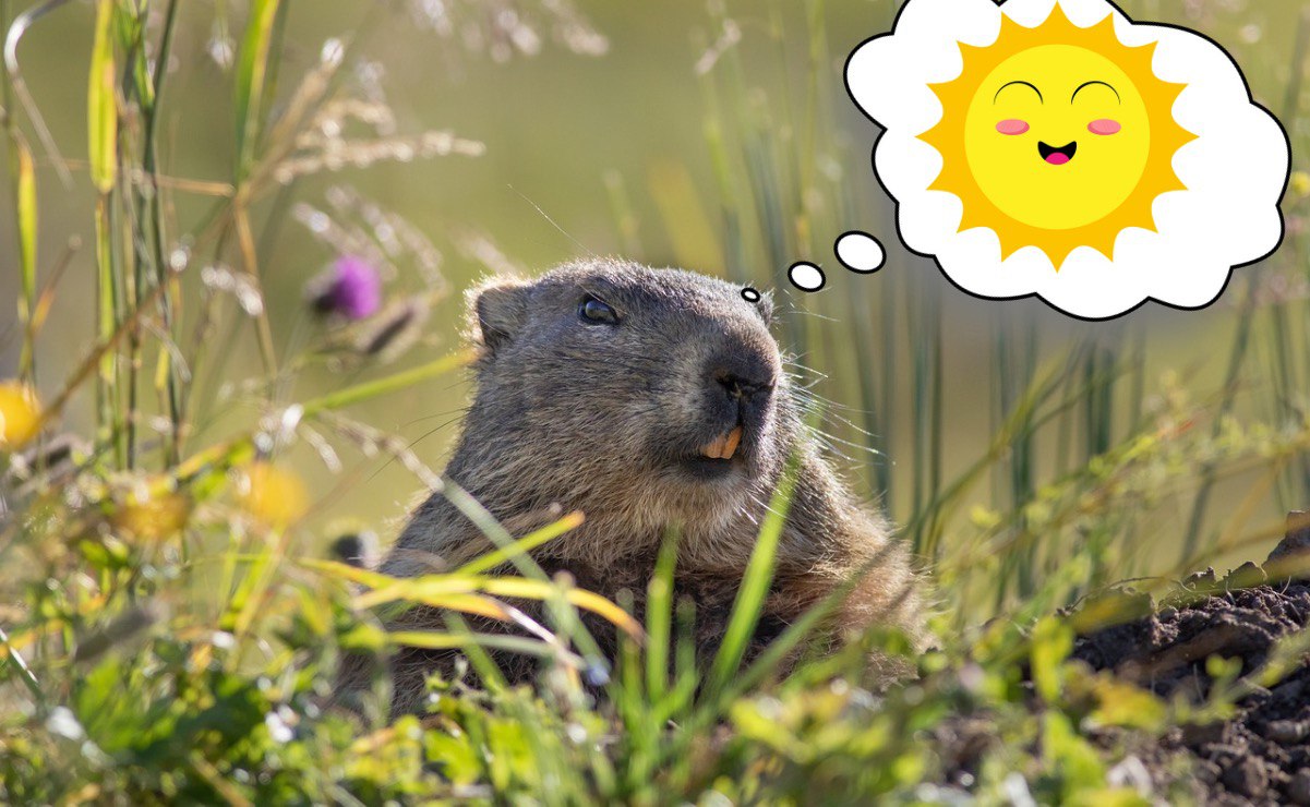 ¿Quién es la marmota Phil y por qué predice el clima?