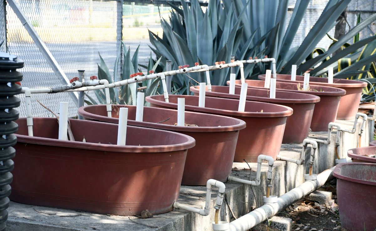 Humedales artificiales en la BUAP