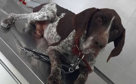 VIDEO. Otro caso de maltrato animal en Puebla; atropellan a lomito en Piaxtla