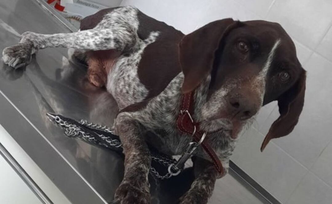 En redes sociales se compartió el video de un cruel atropellamiento contra un perrito en Piaxtla | Foto: Twitter Fundación Toby