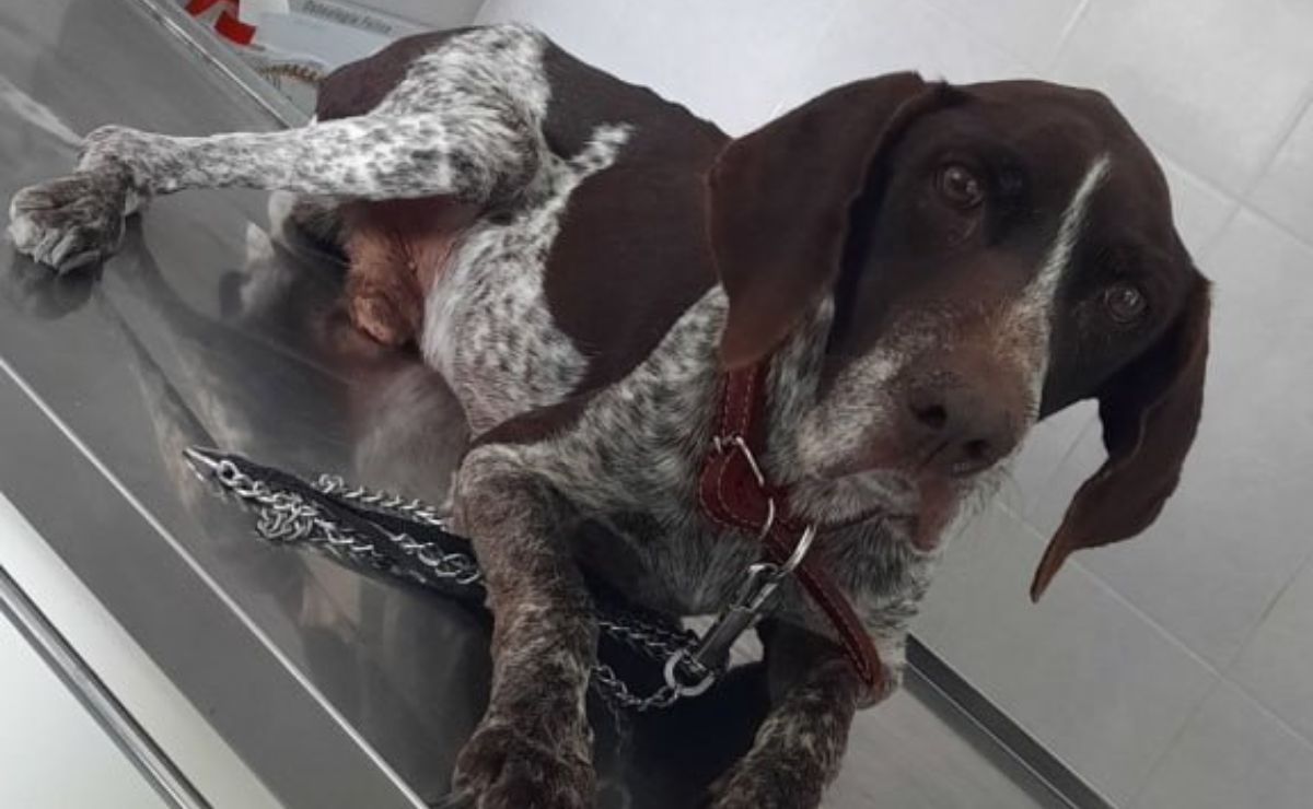 VIDEO. Otro caso de maltrato animal en Puebla; atropellan a lomito en Piaxtla