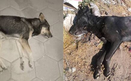 Envenenan a 20 perros en San José Chiapa