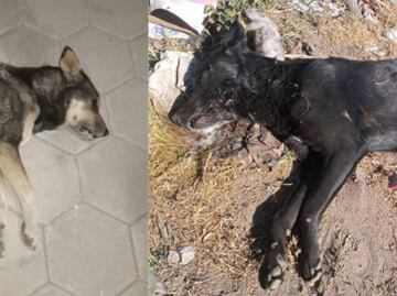 Envenenan a 20 perros en San José Chiapa