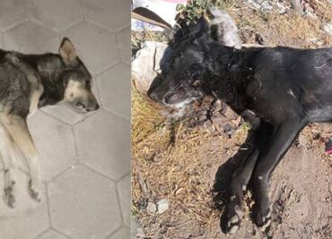 Envenenan a 20 perros en San José Chiapa