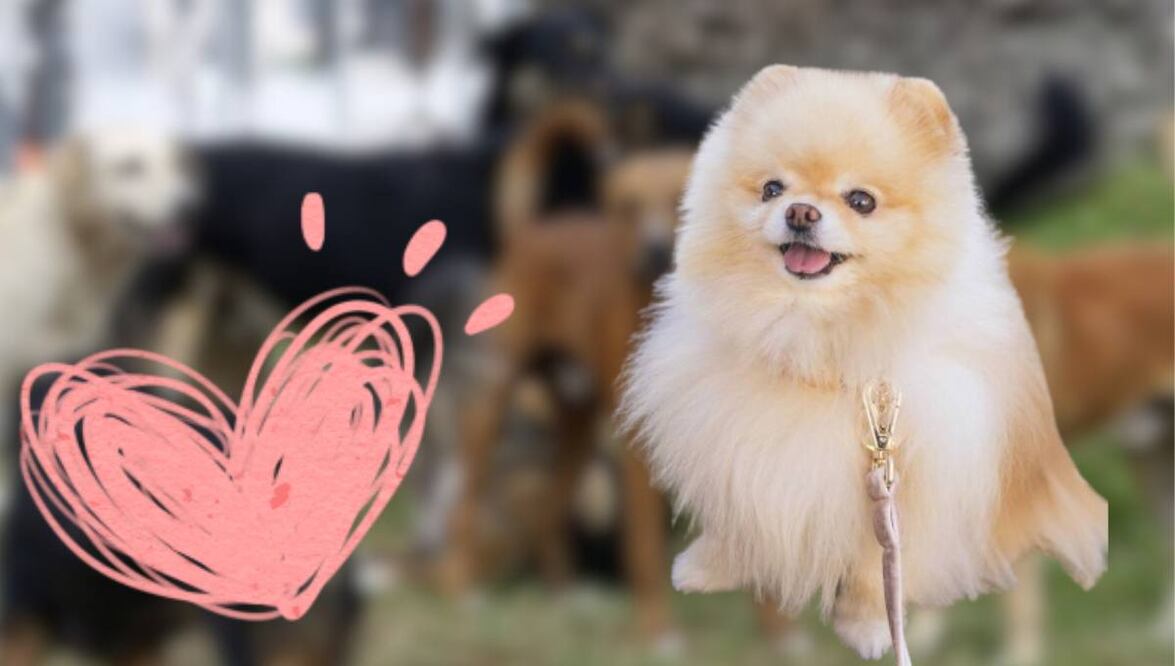 En Puebla hay diversos lugares donde puedes adoptar a un perrito | Foto: Especial