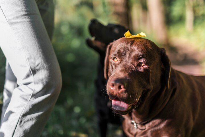El simbolismo espiritual de la presencia canina en el hogar. Fuente: Freepik.