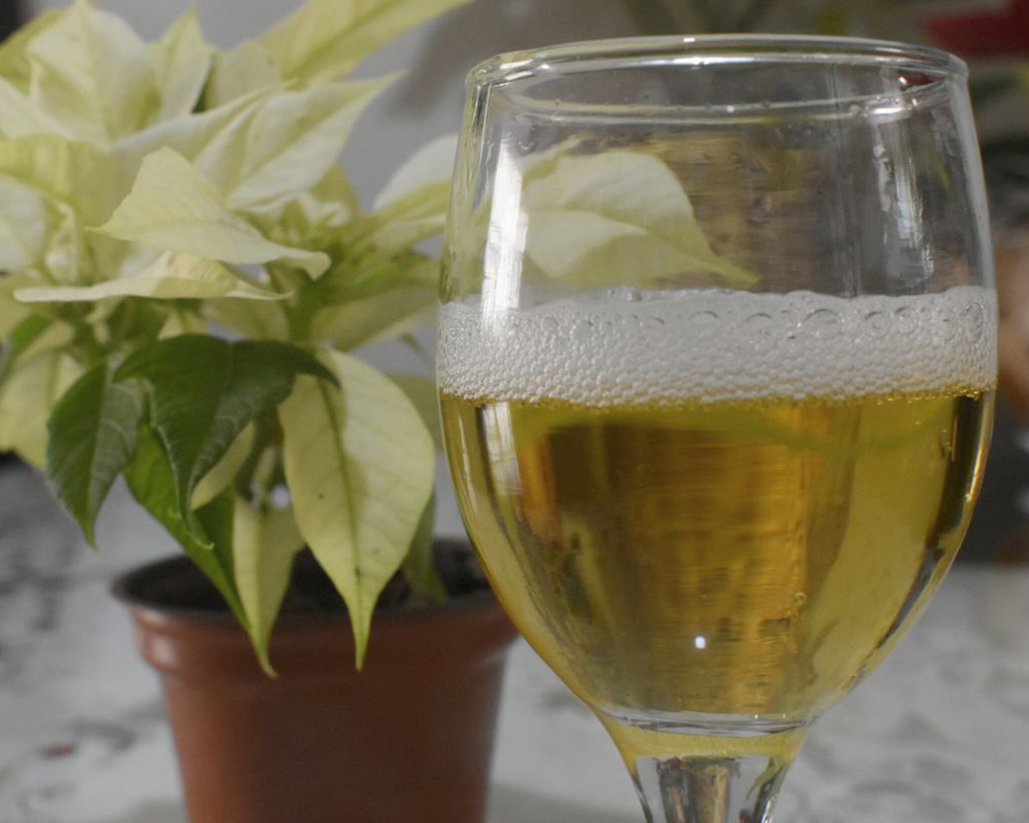 Estos municipios de Puebla son los mayores productores de uva