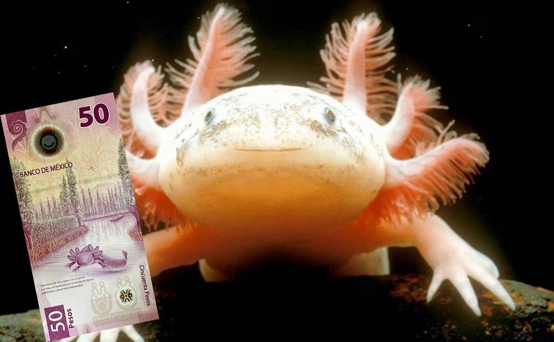 Este billete de ajolote tiene algo especial que realza su valor