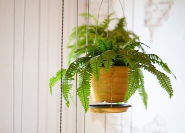 Esta es la planta ideal para eliminar la humedad en tu hogar