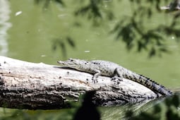 Por fin capturan a Fugaz, el cocodrilo abandonado en la laguna de San Baltazar en Puebla