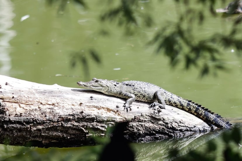 Por fin capturan a Fugaz, el cocodrilo abandonado en la laguna de San Baltazar en Puebla