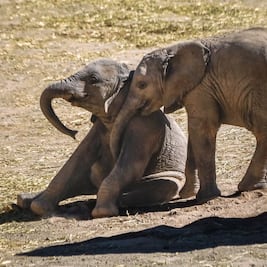VIDEO Bebé elefante hace travesuras en Africam Safari y enternece en las redes