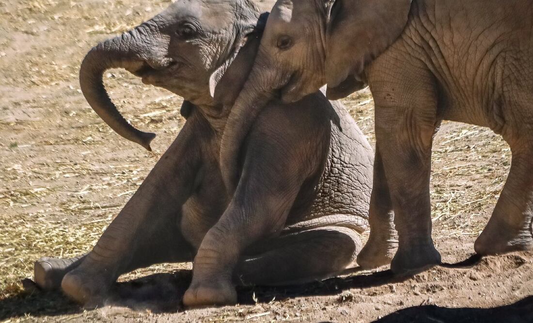 La familia de elefantes felices sigue creciendo en Africam Safari | Foto: X Africam Safari