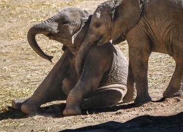 VIDEO Bebé elefante hace travesuras en Africam Safari y enternece en las redes