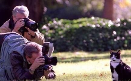 Día Internacional del Gato: por qué se les celebra tres días al año