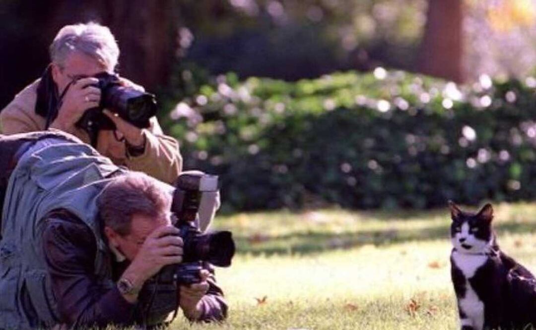 Socks, el popular gato de Bill Clinton, es el motivo por el que el 20 de febrero se celebra a los michis | Foto: Instagram Velvetcoke