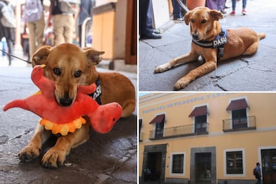 Expulsan a Carolino, la mascota de la BUAP