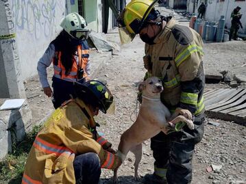 ¡Héroes! Protección Civil rescata a perrito de explosión en San Pablo