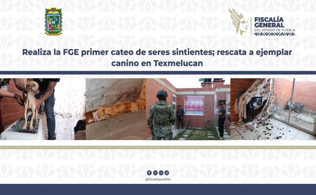 Realiza la FGE primer cateo de seres sintientes;  rescata ejemplar canino en Texmelucan