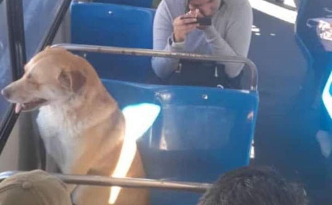 Aquí está Boby en un camión de la ruta 3 | Foto: Facebook Noemi Mani