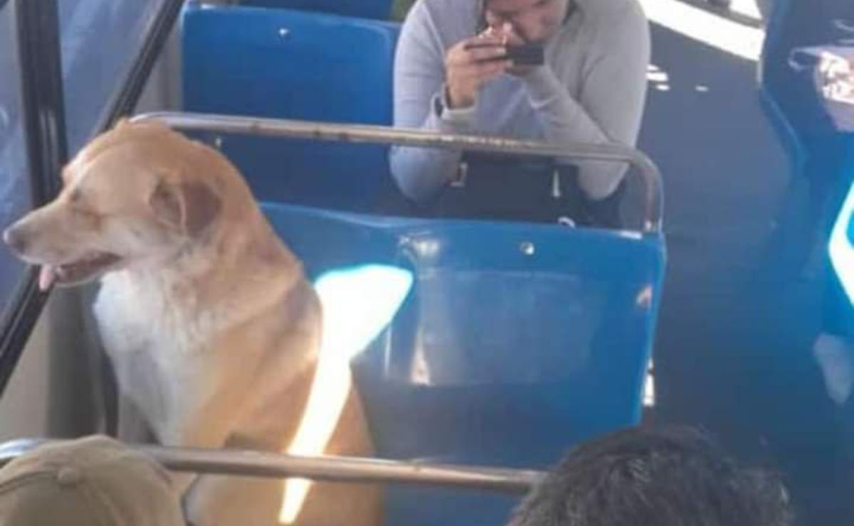 Aquí está Boby en un camión de la ruta 3 | Foto: Facebook Noemi Mani