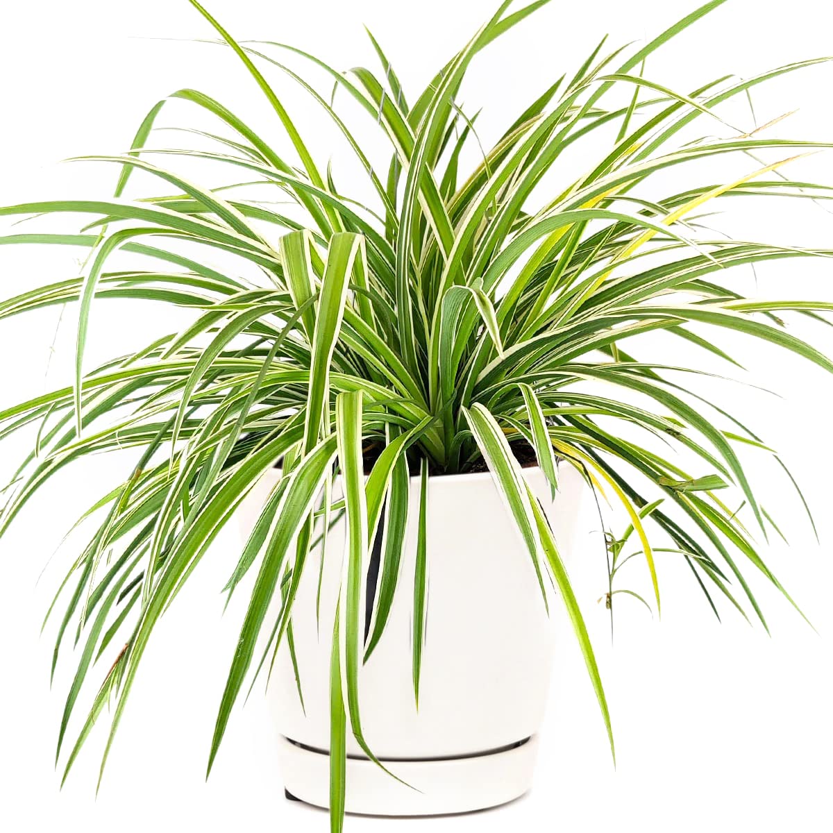 La planta araña, originaria de Sudáfrica, ha despertado el interés de jardineros, decoradores de interiores y ambientalistas.

Foto: Producción El Universal Puebla