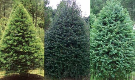 Qué tipo de árboles naturales de Navidad se consiguen en México