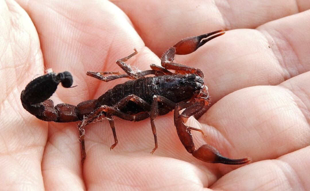 En Puebla hay alacranes de varias especies de las que debes tener cuidado/ Foto: Pixabay